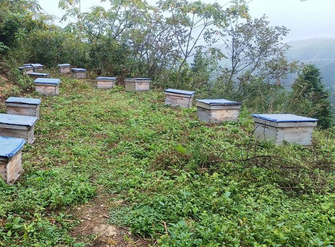 剑河南寨：林下养蜂 酿出村民“甜蜜”生活