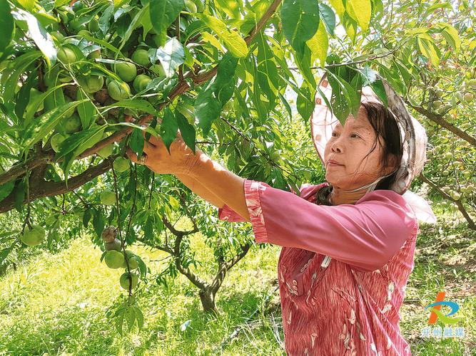 兴仁市鲁础营回族乡:4000亩脆李迎丰收