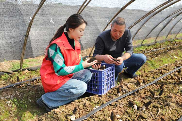 七星关区小吉场镇:550个大棚羊肚菌喜获丰收