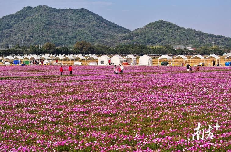 六枝:格桑花开似海 美丽风景如画