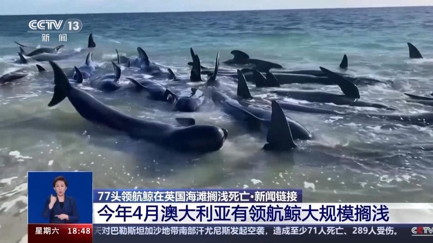 又有240头领航鲸在新西兰海岛搁浅死亡