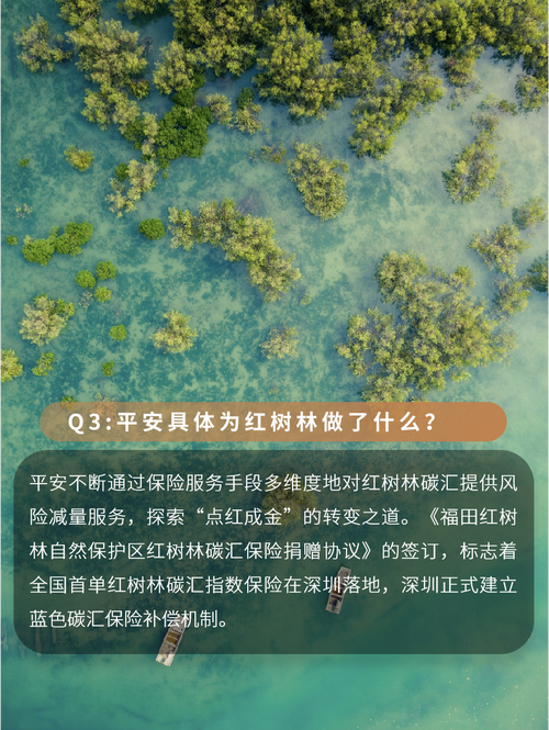 「天眼时评·锐见」6道“禁令”为何保护不了红树林