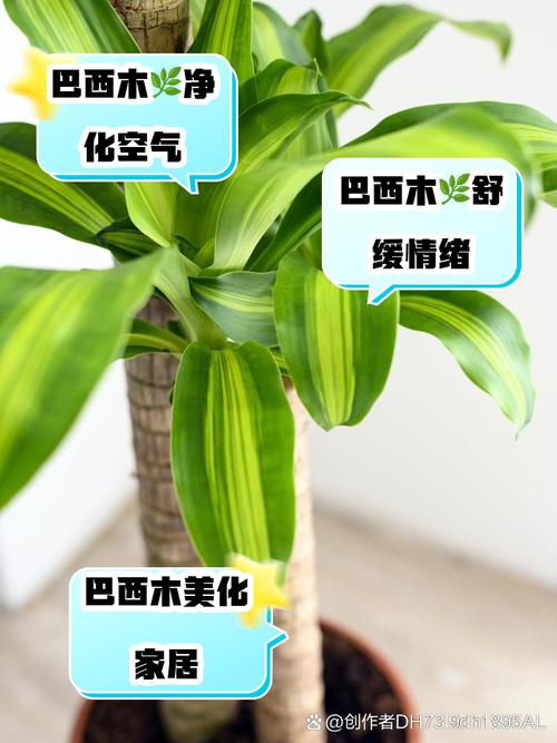 巴西研究人员发现距今2.8亿年前植物物种