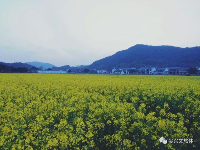 为湟鱼让道 草原公路桥按下施工“暂停键”