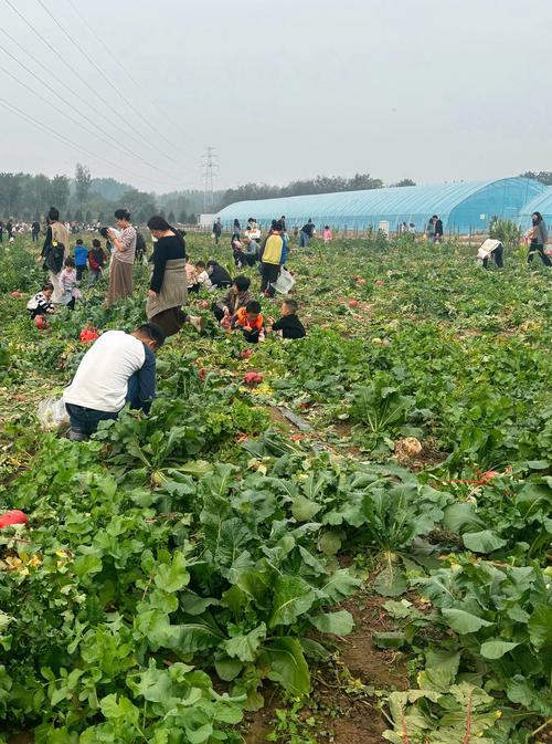 秦皇岛北戴河新区:“校园农场”体验丰收农忙