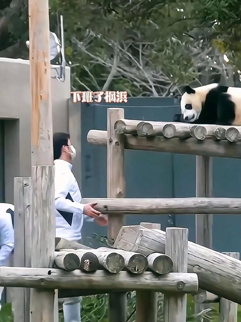 旅日大熊猫“枫浜”三岁啦!生日礼物很有仪式感