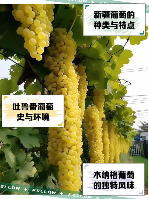 新疆味道:葡萄的环球旅行