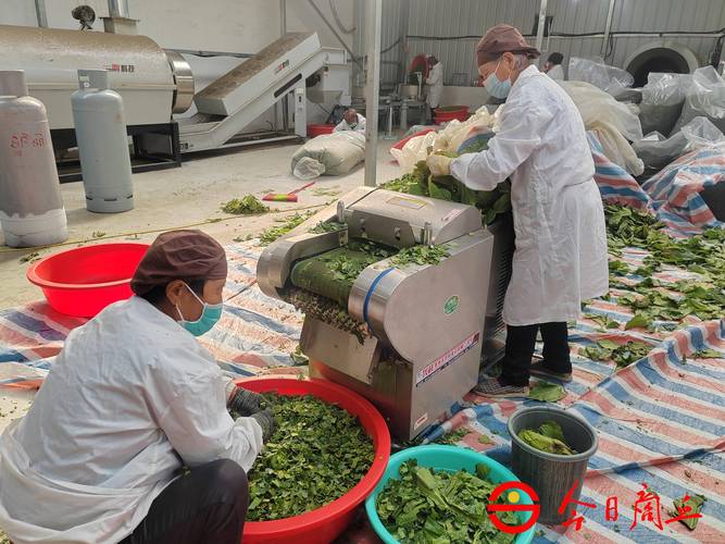 河北阜城:桑叶茶飘香 助农民增收