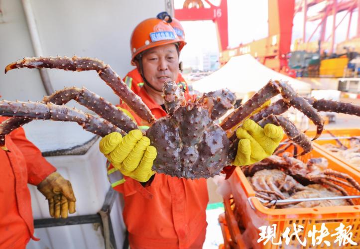 浙江台州今年首批进口俄罗斯帝王蟹“登陆”