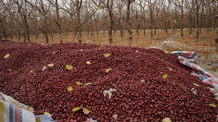 新疆麦盖提:加工企业生产忙 红枣产业助增收