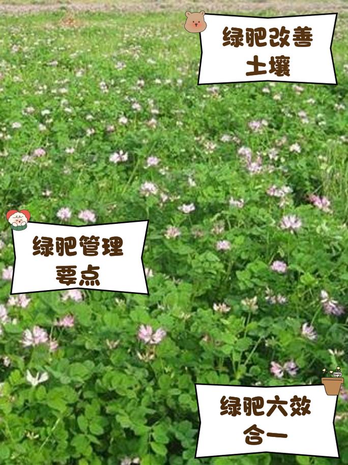 湖南祁阳绿肥还田为稻田注“营养”